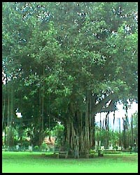 Árbol Bodhi - bajo un ejemplar así Buda alcanzó la iluminación